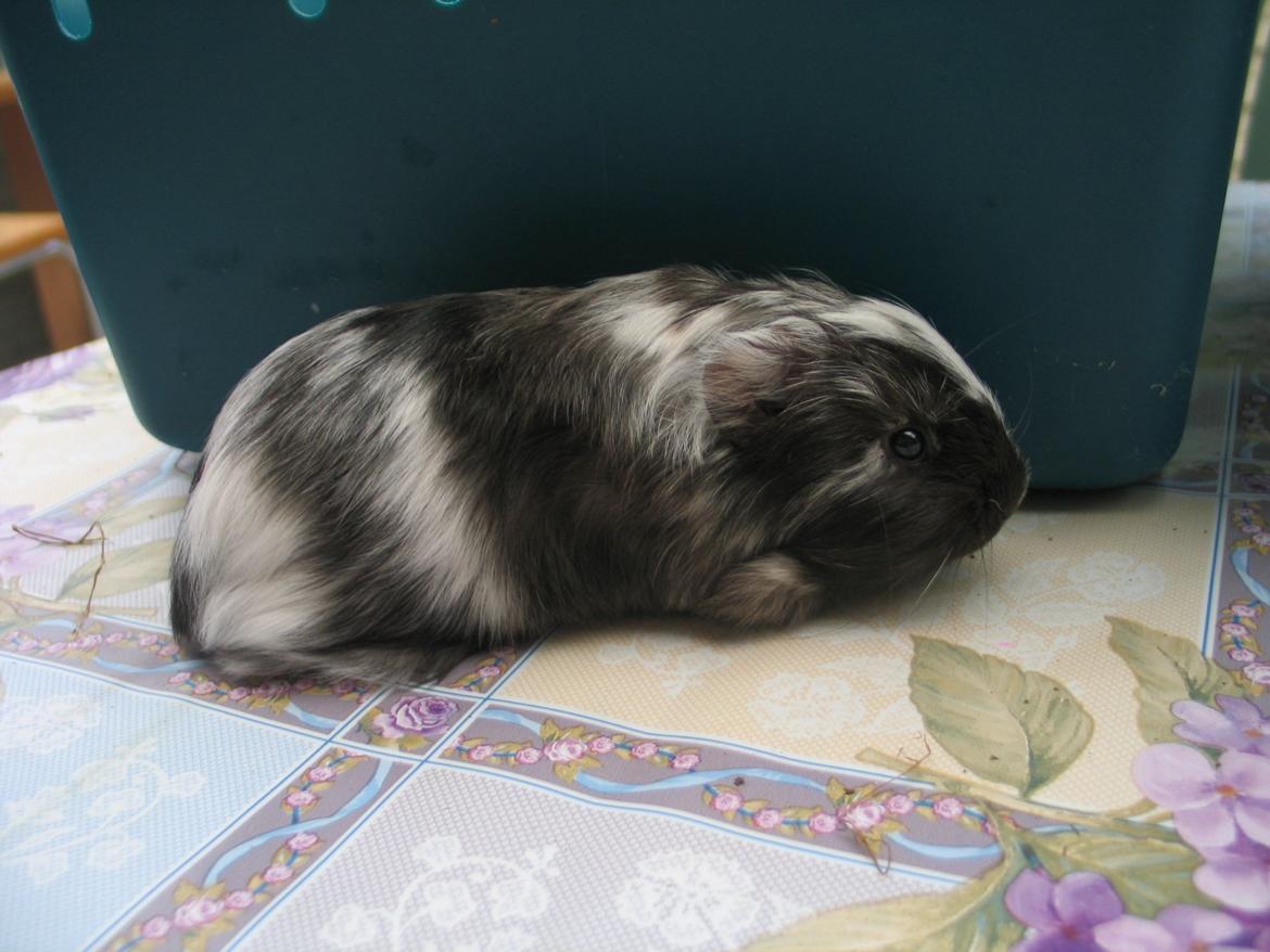 Marsvin Bella billede 19