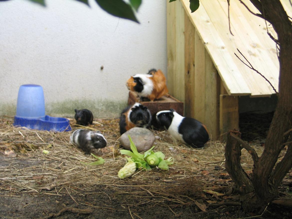 Marsvin Bella billede 20