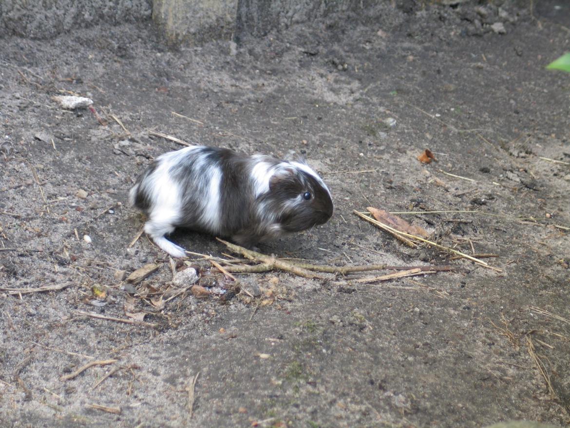 Marsvin Bella billede 21