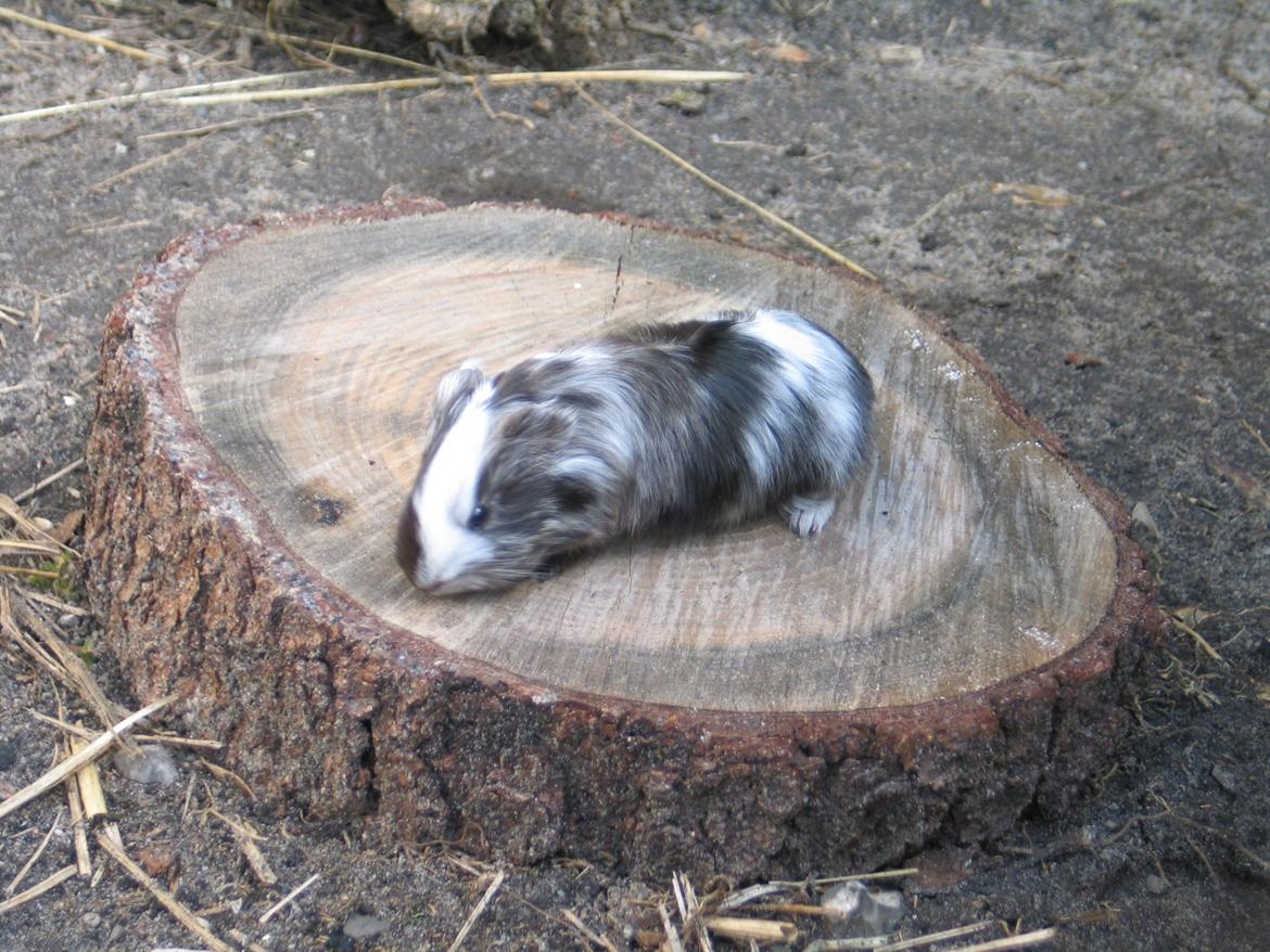 Marsvin Bella billede 8