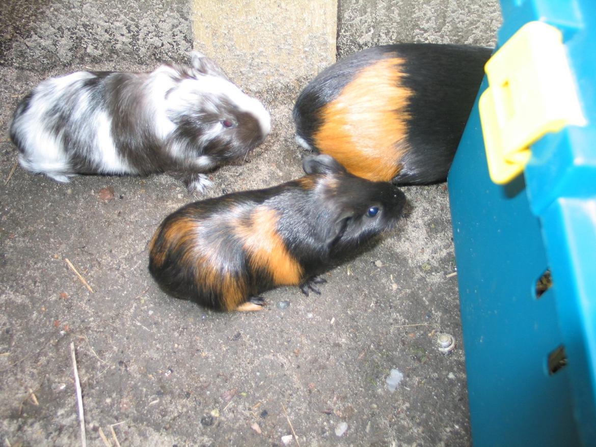 Marsvin Bella billede 22