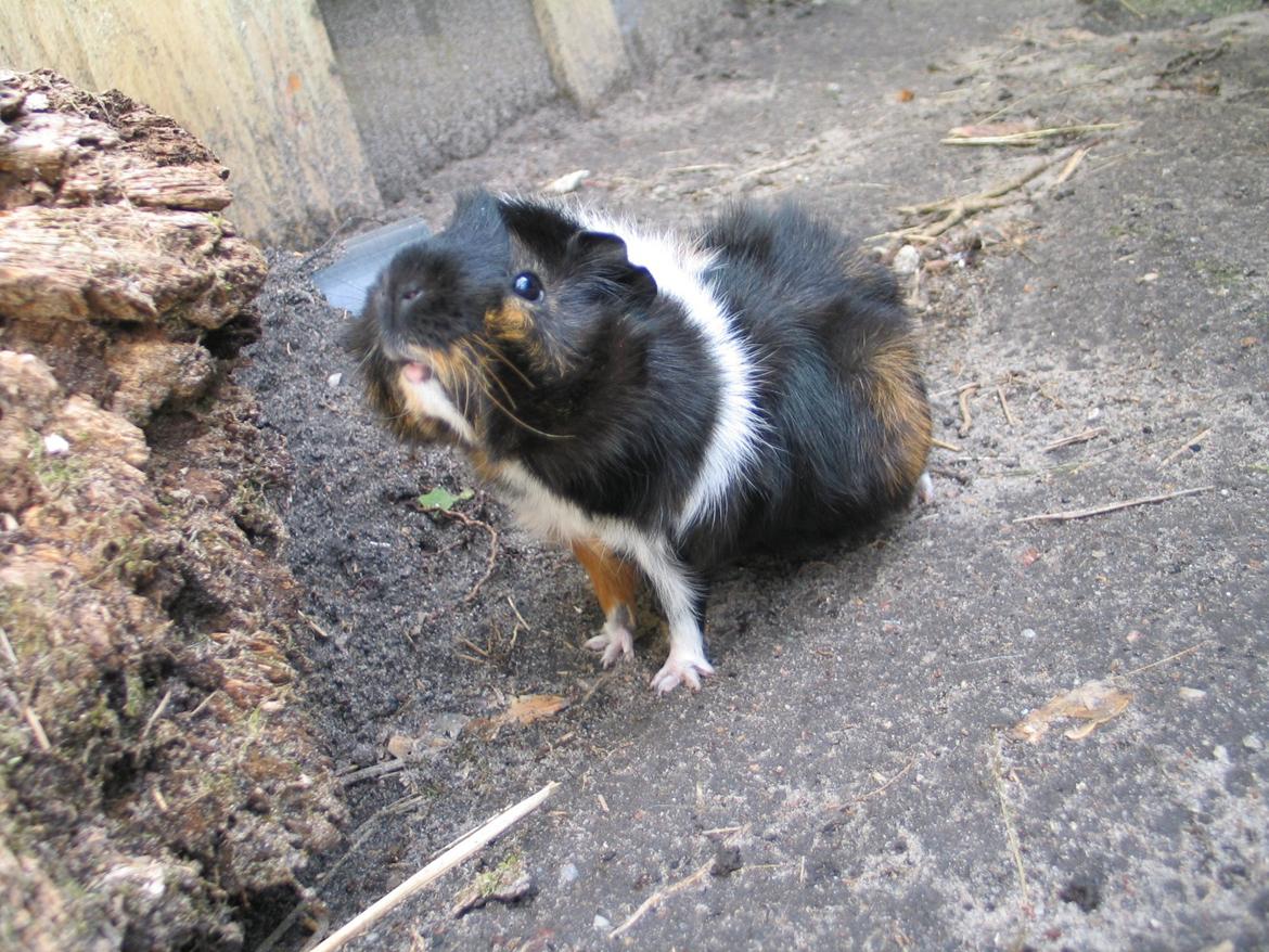 Marsvin Saga billede 18