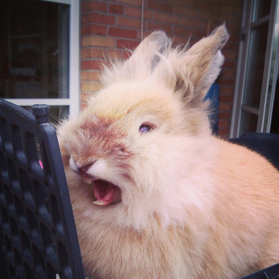 Kanin Kokos - NYT! "Jeg er så træt mor! Må jeg ikke komme ned fra vægten nu?" billede 4