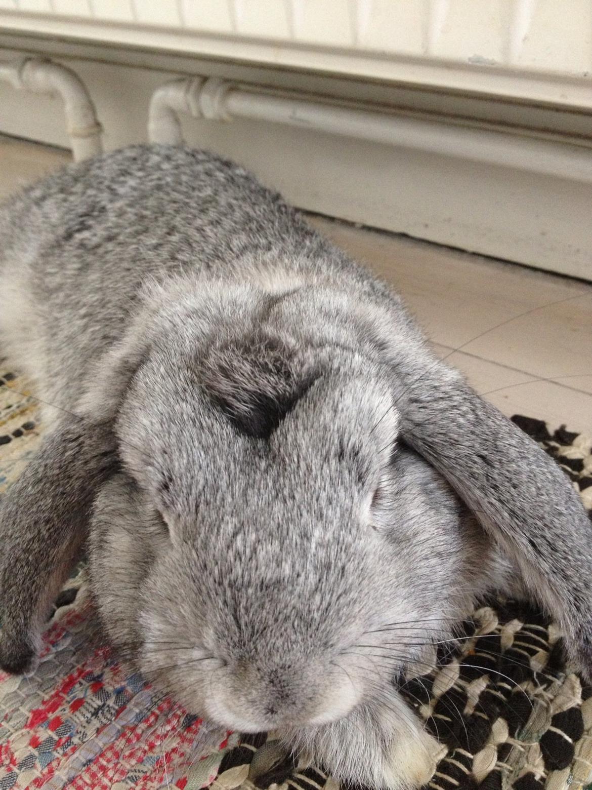 Kanin Keld billede 1