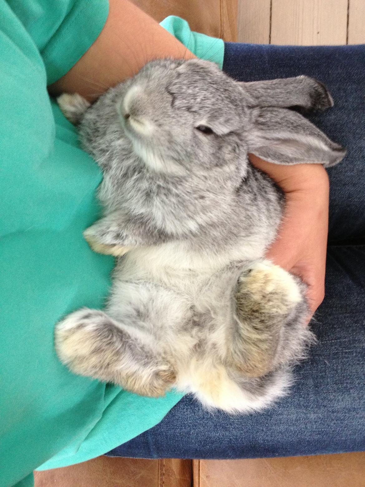 Kanin Keld billede 2