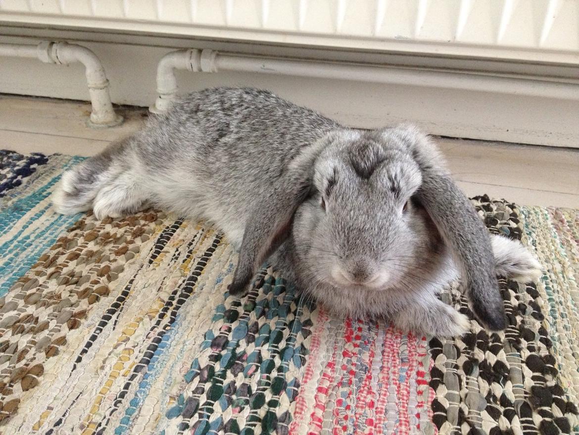 Kanin Keld billede 3