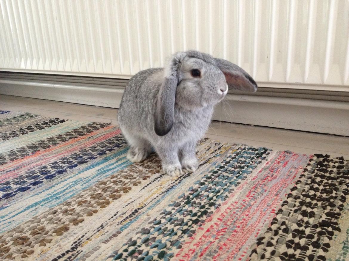 Kanin Keld billede 5