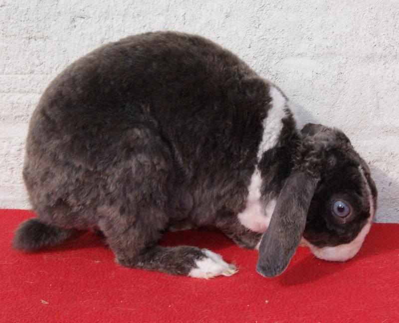 Kanin liselotte billede 1