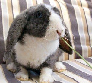 Kanin liselotte billede 3