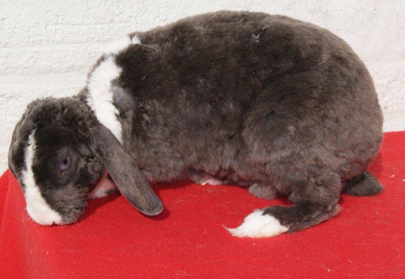 Kanin liselotte billede 4