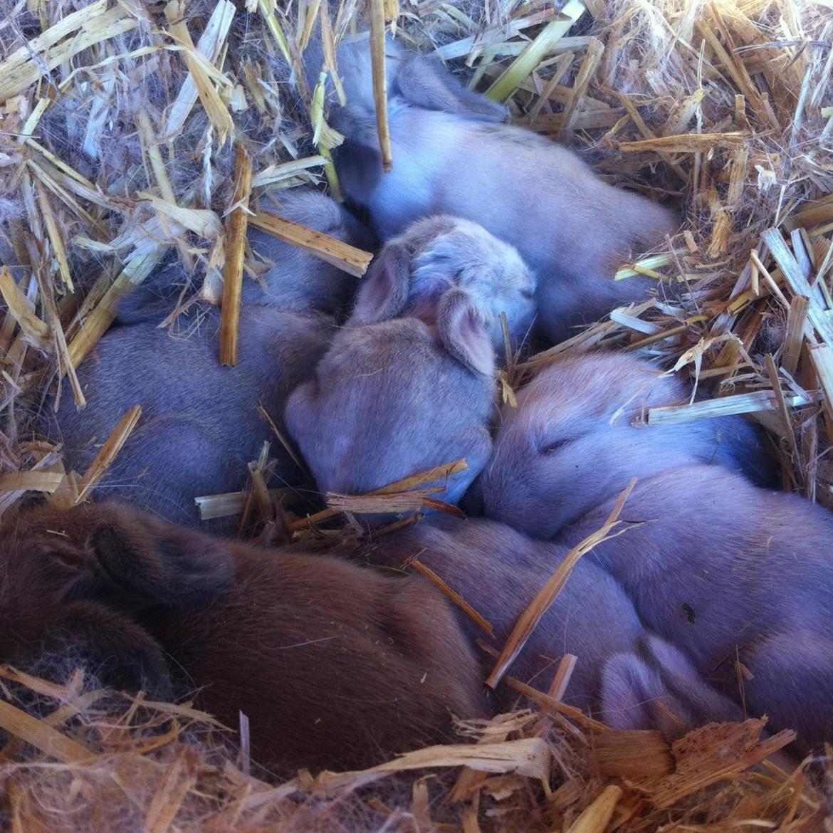 Kanin Sniffe billede 1