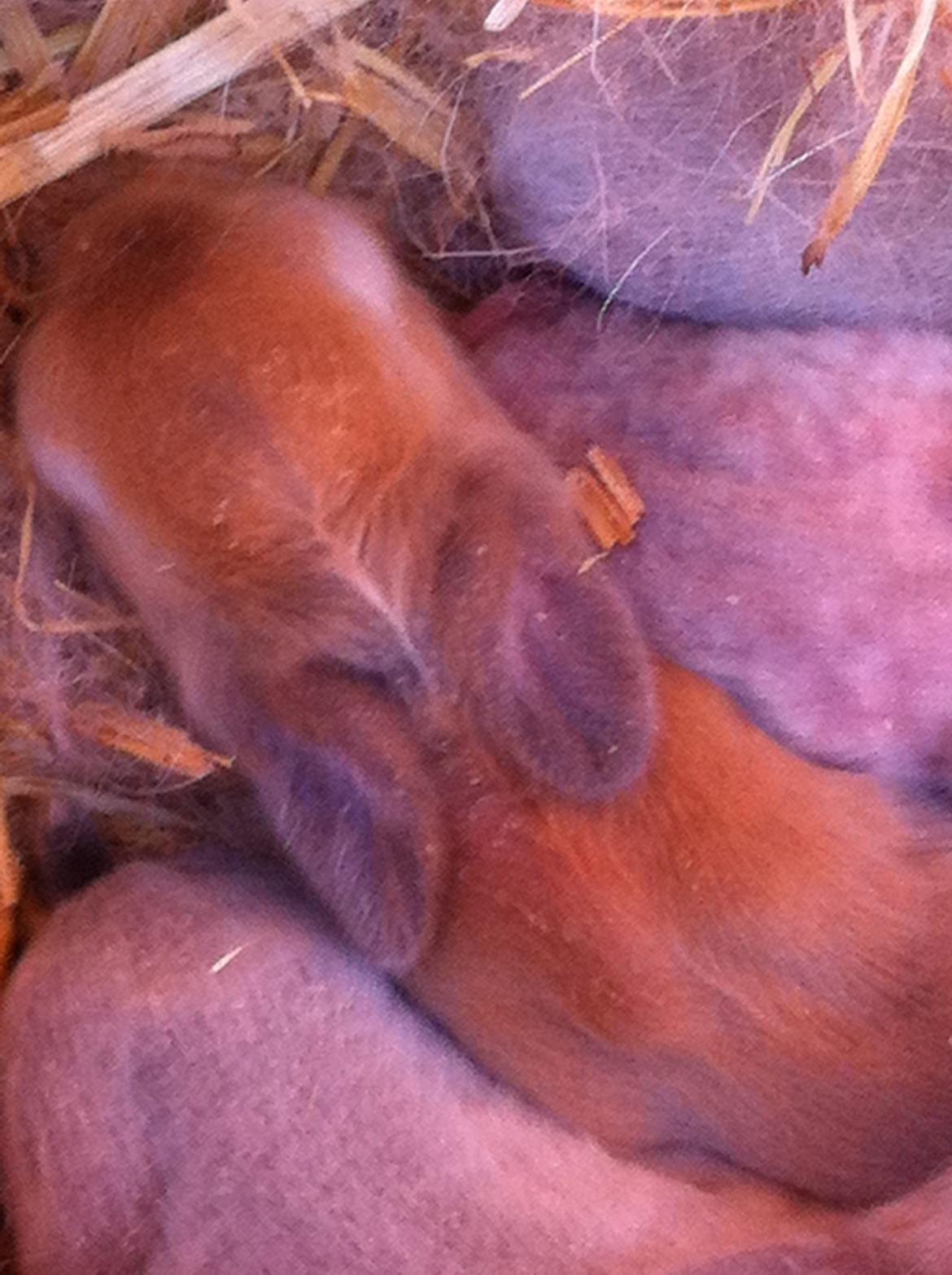 Kanin Sniffe billede 4