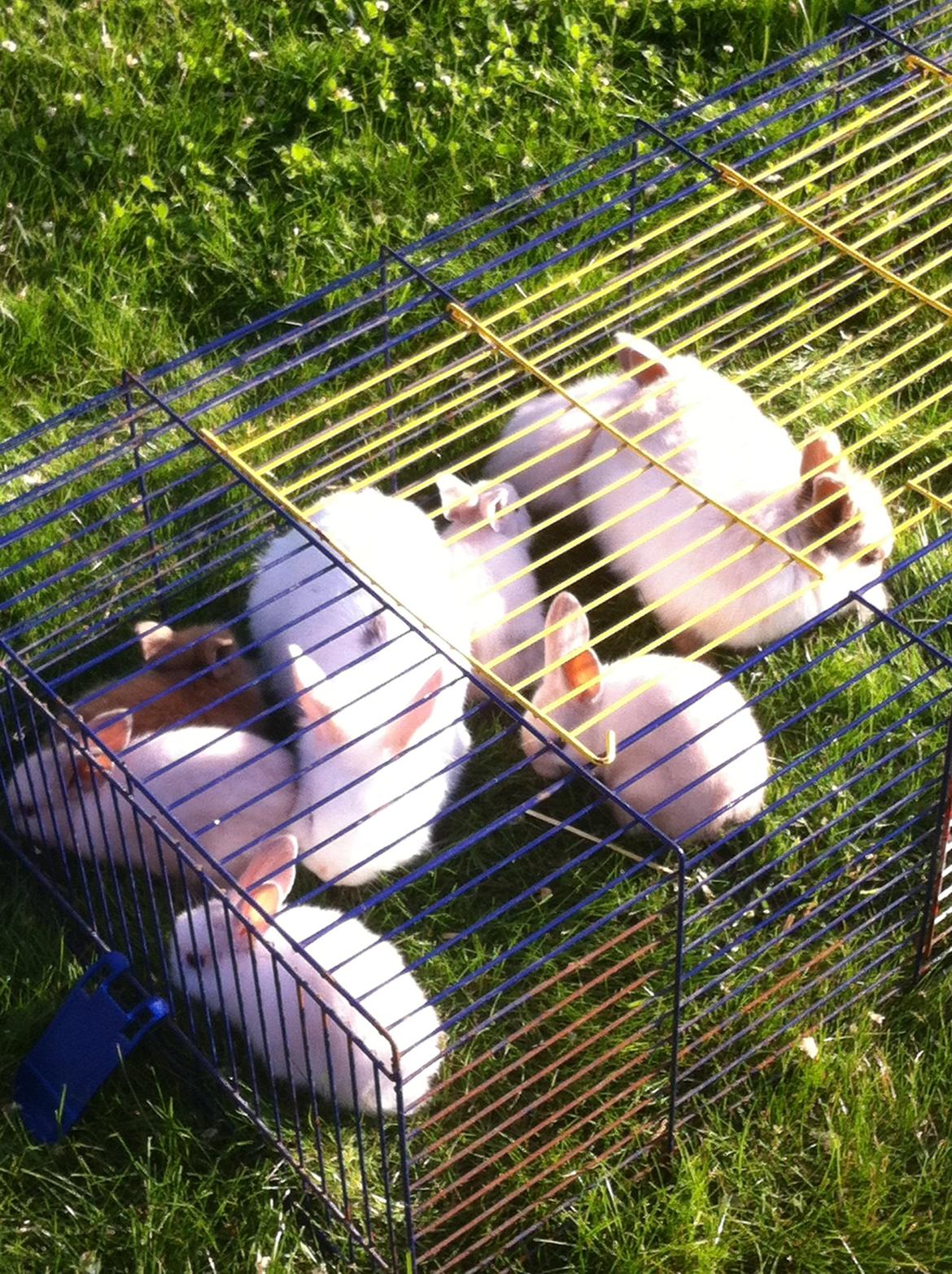 Kanin Sniffe billede 2