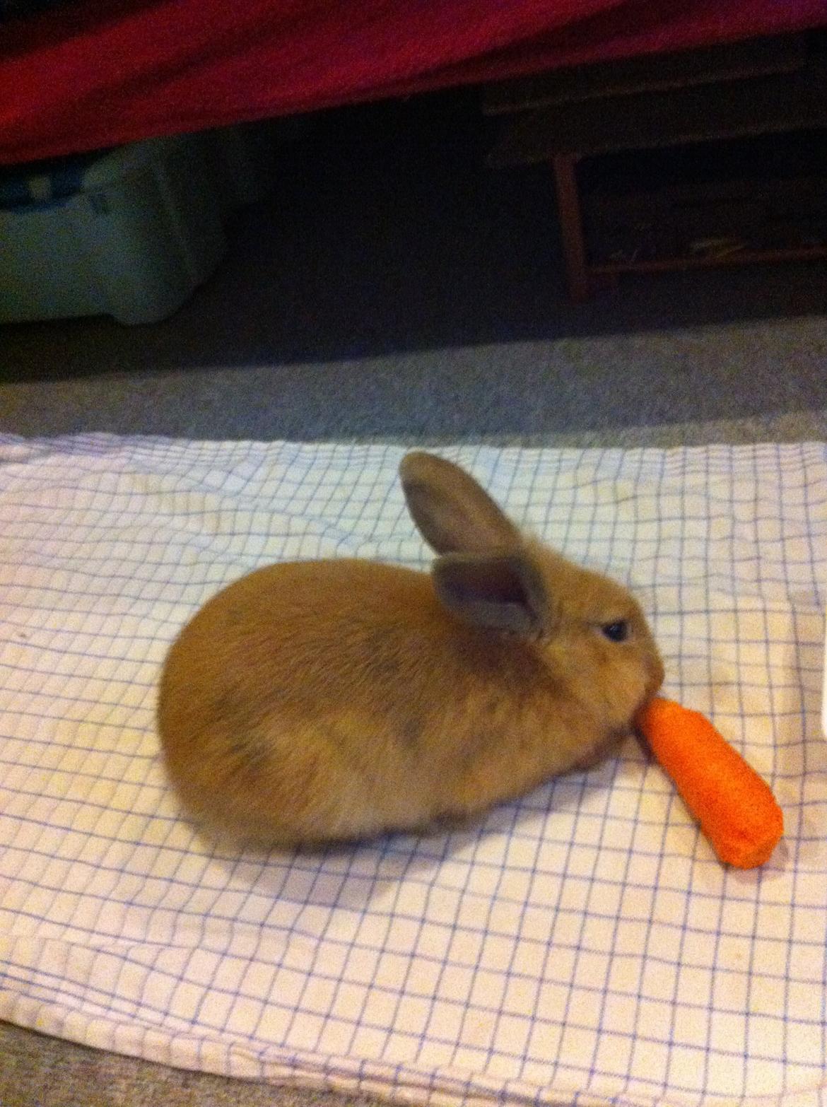 Kanin Sniffe billede 5