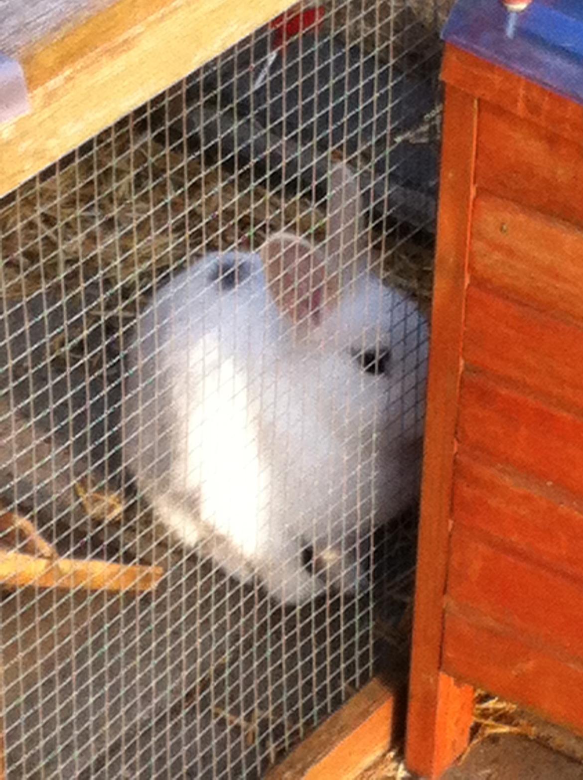 Kanin Jazzy billede 3