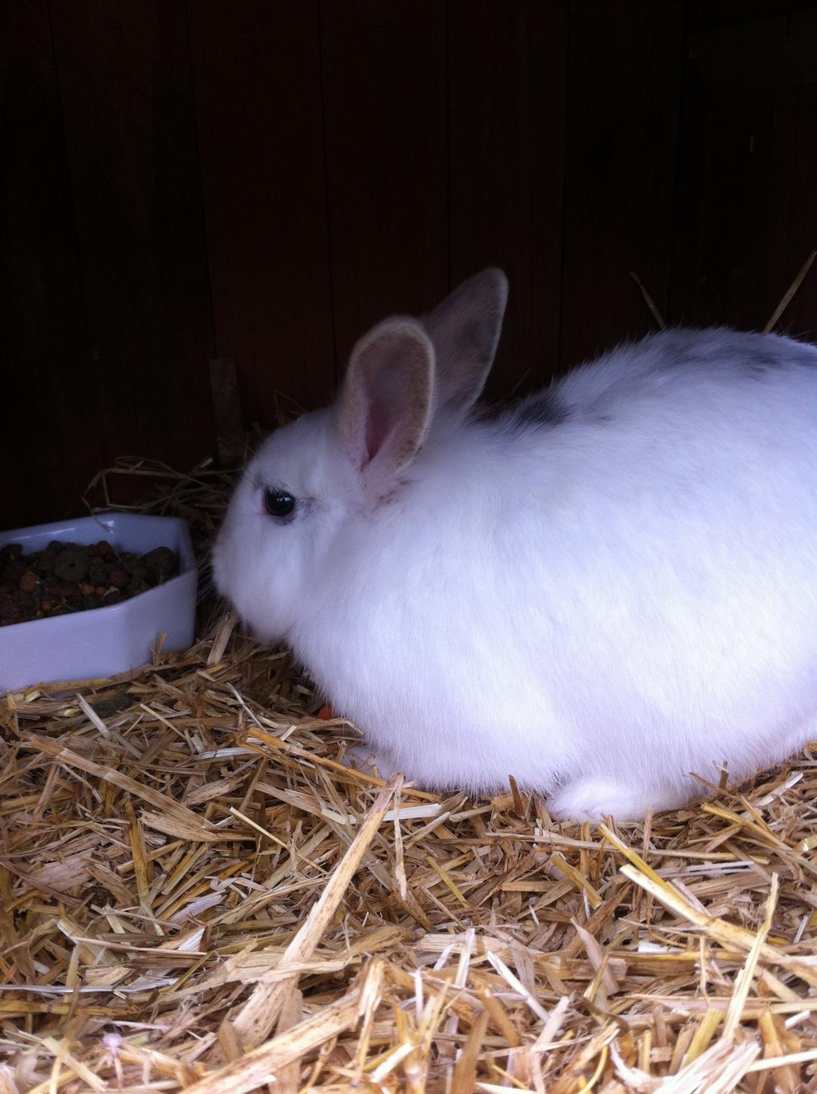 Kanin Jazzy billede 2