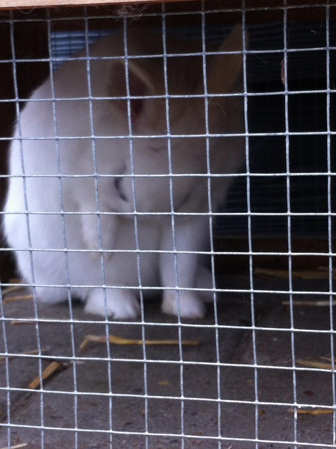 Kanin Jazzy billede 1