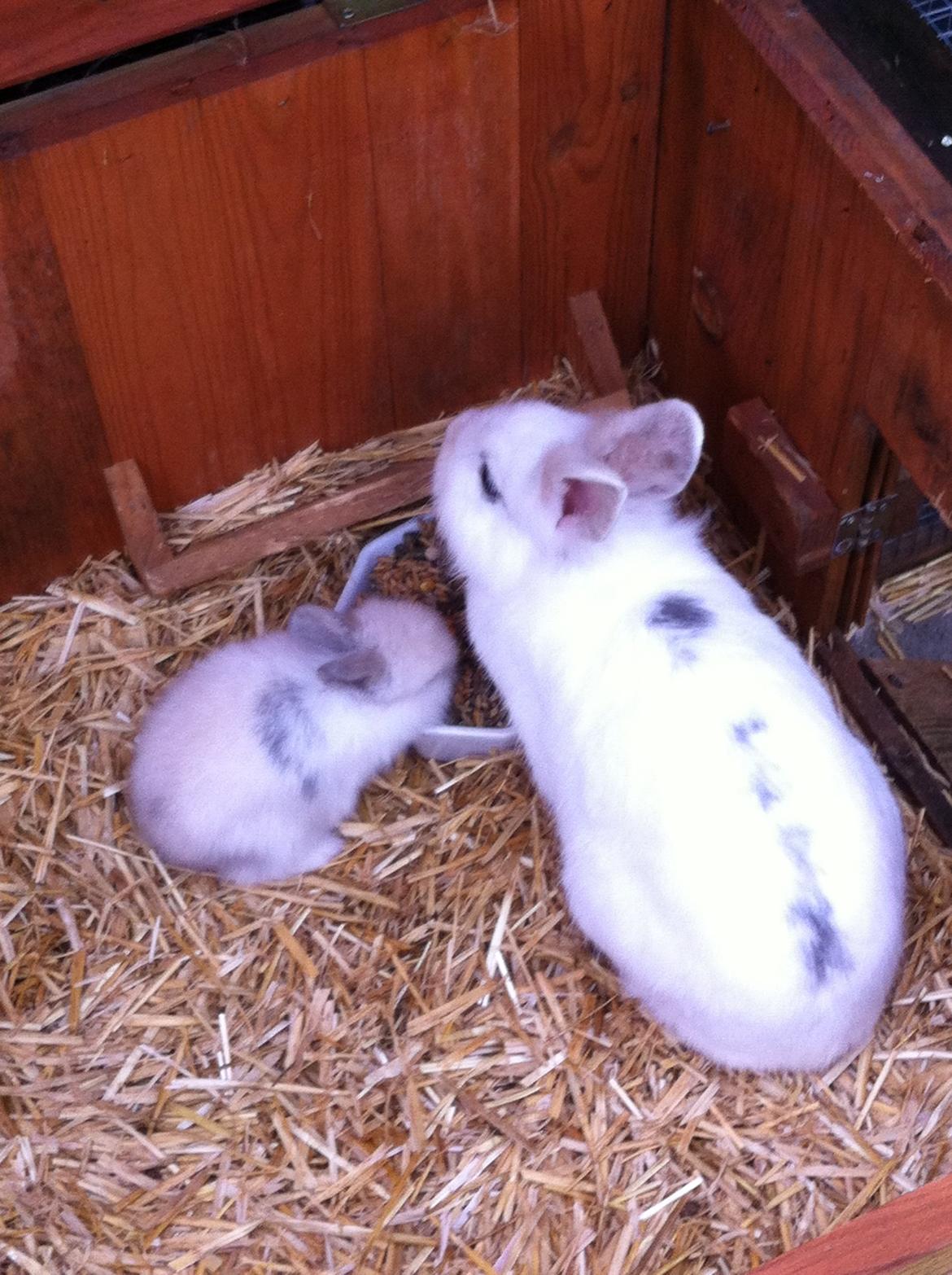 Kanin Jazzy billede 4