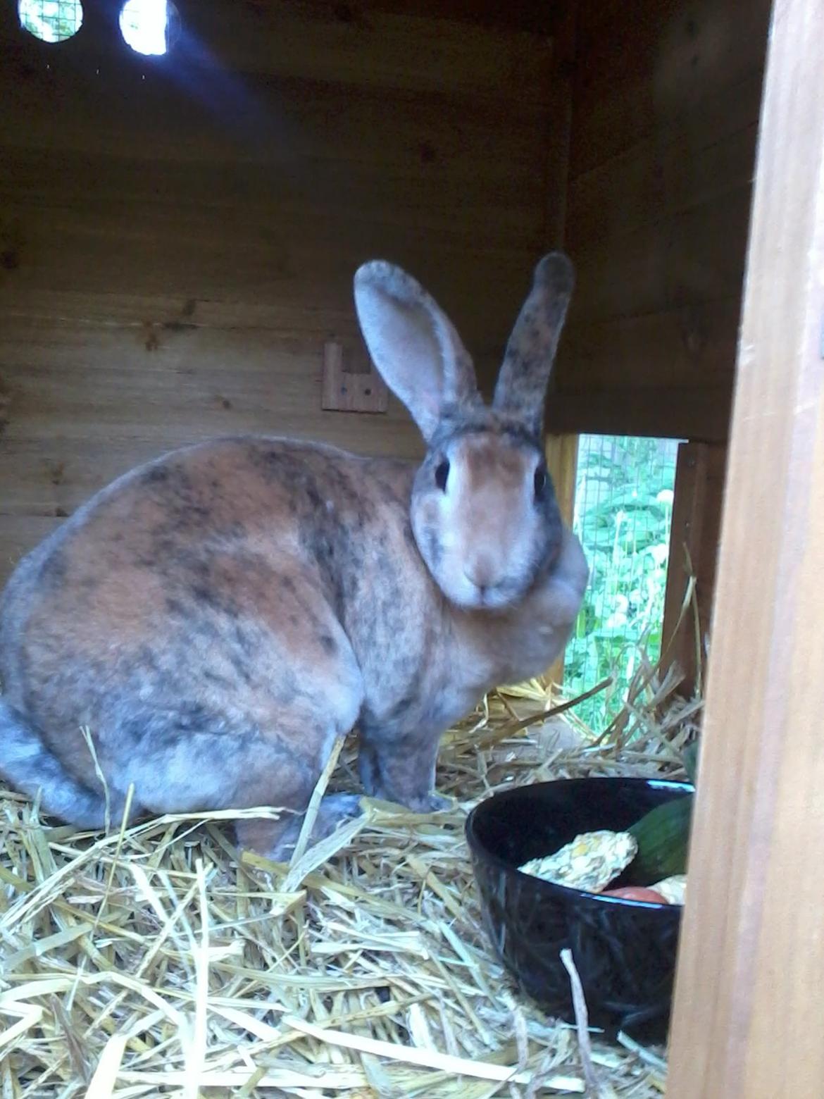 Kanin Striber billede 1