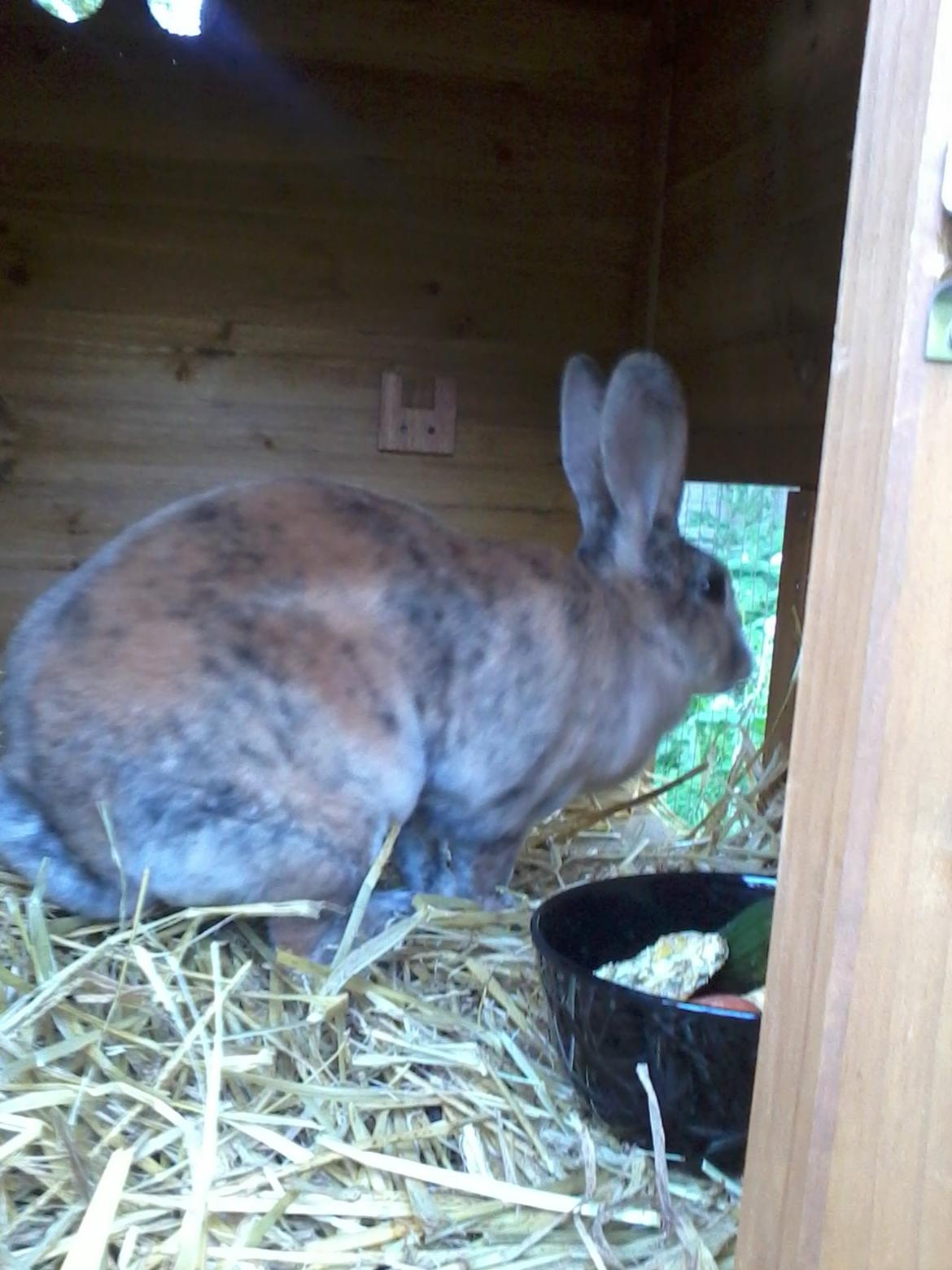 Kanin Striber billede 2