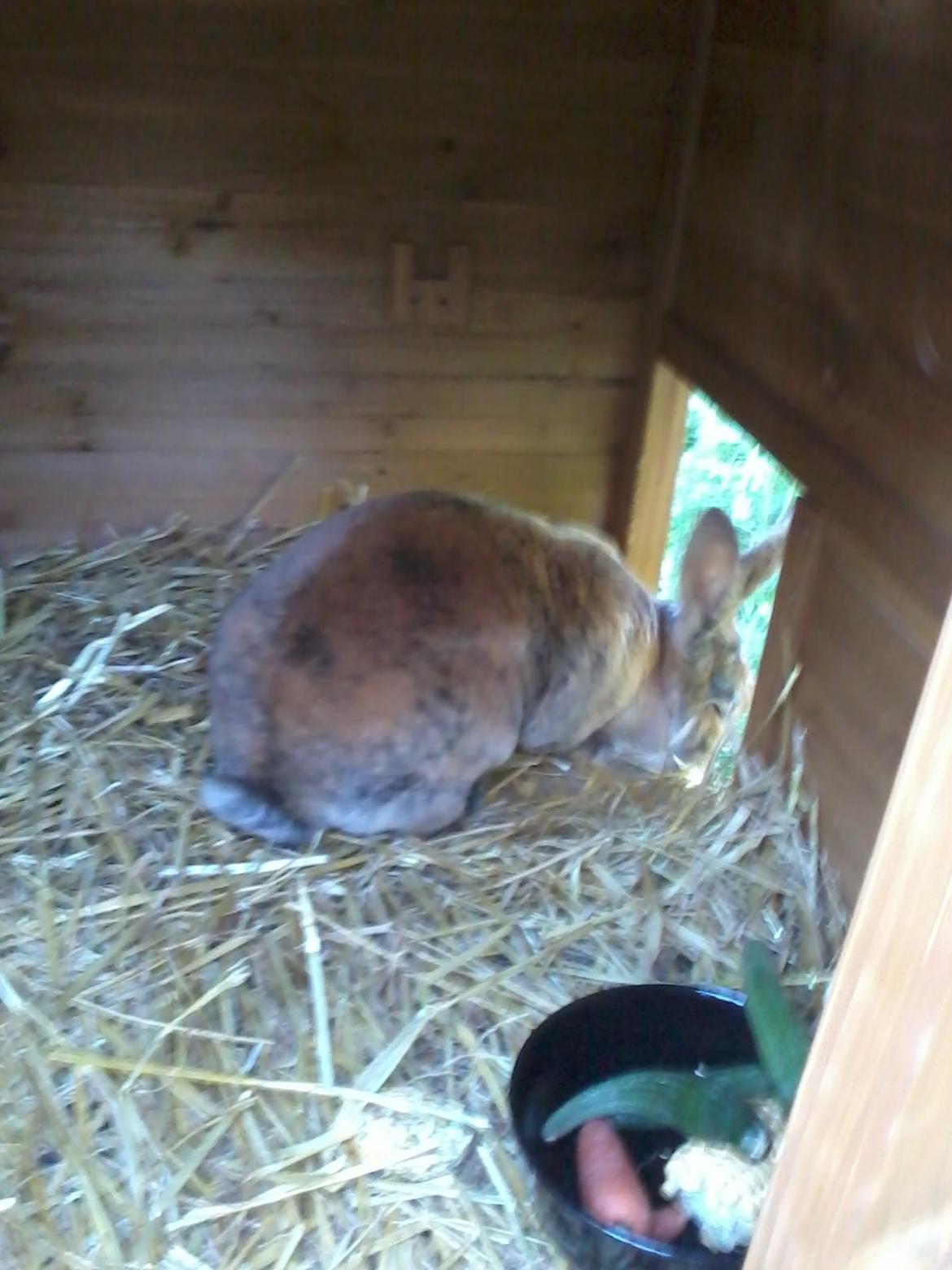 Kanin Striber billede 3