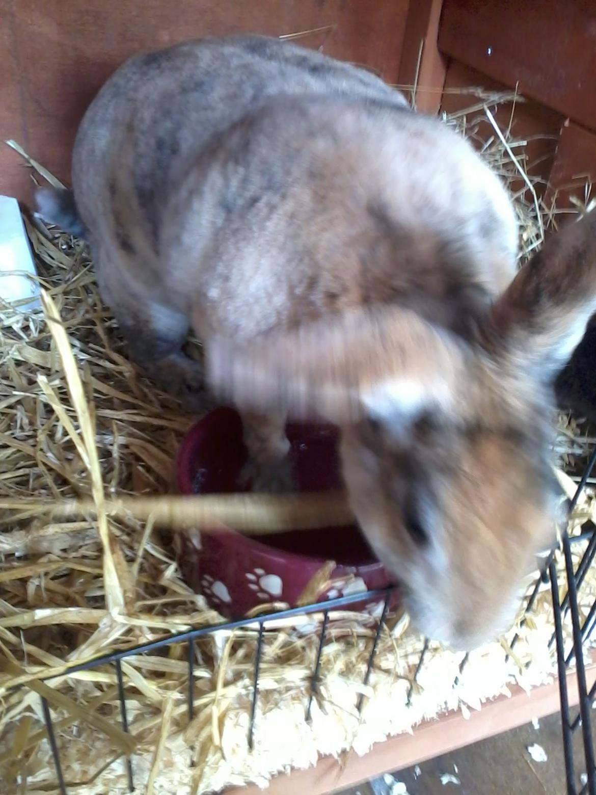 Kanin Striber billede 4