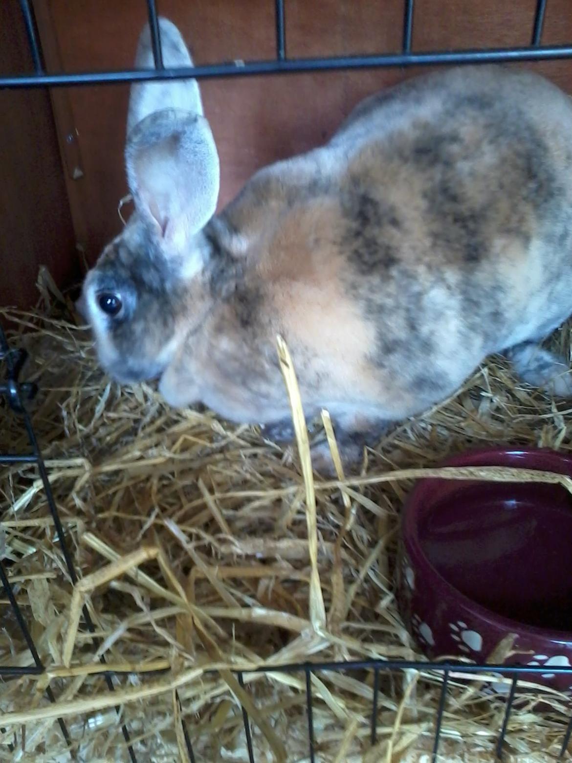 Kanin Striber billede 5