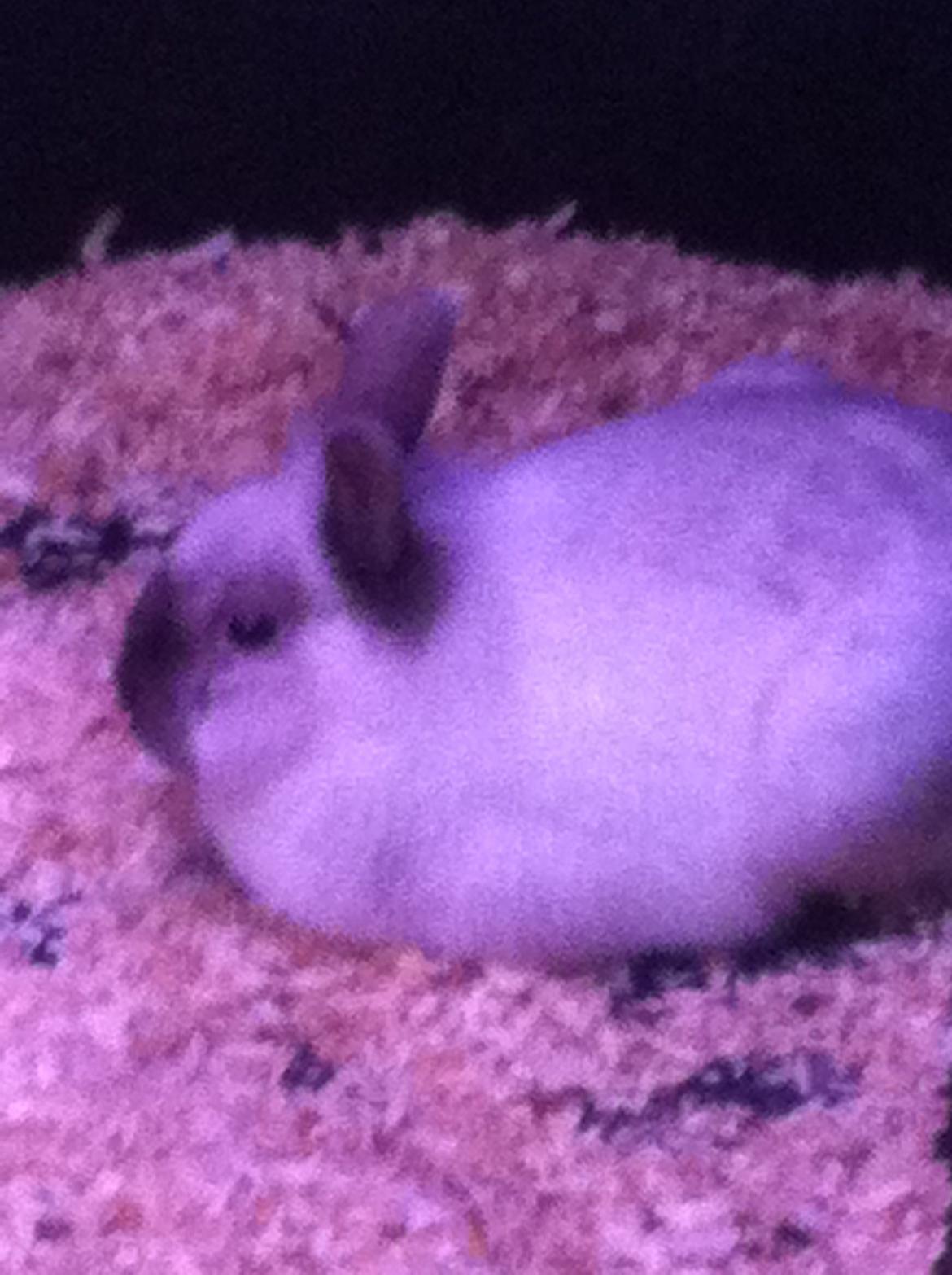 Kanin Alice billede 1