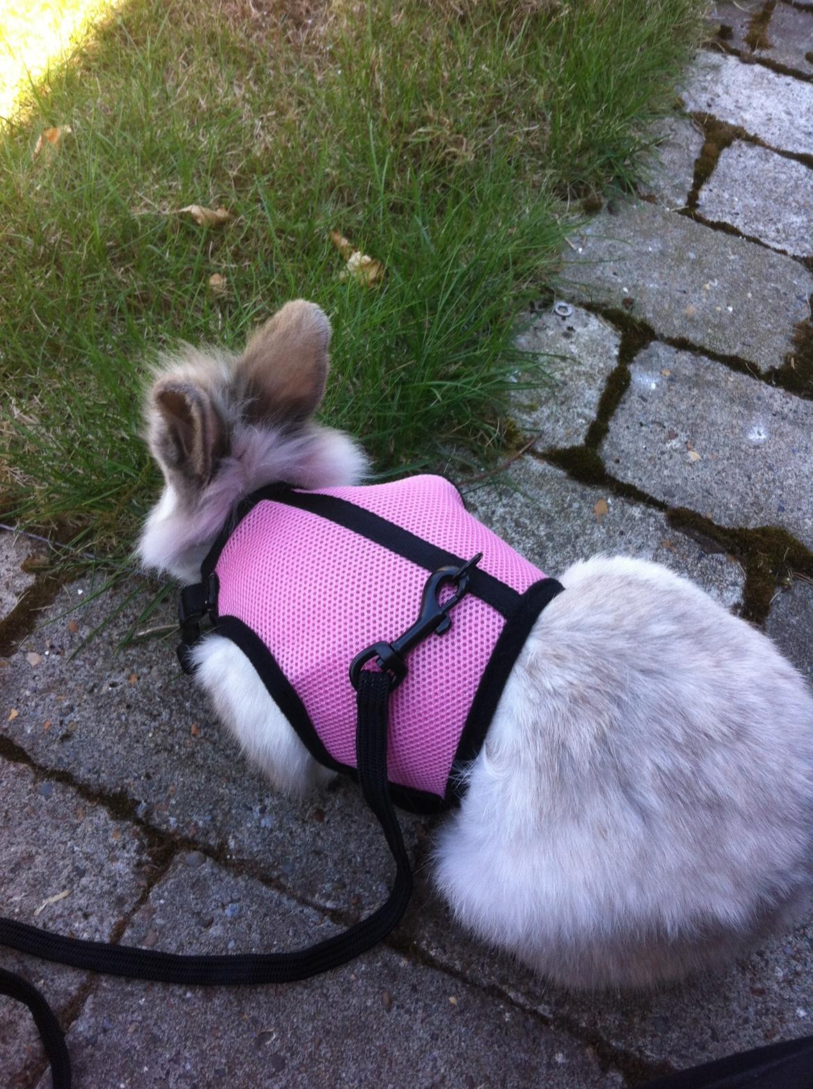 Kanin Alice billede 4