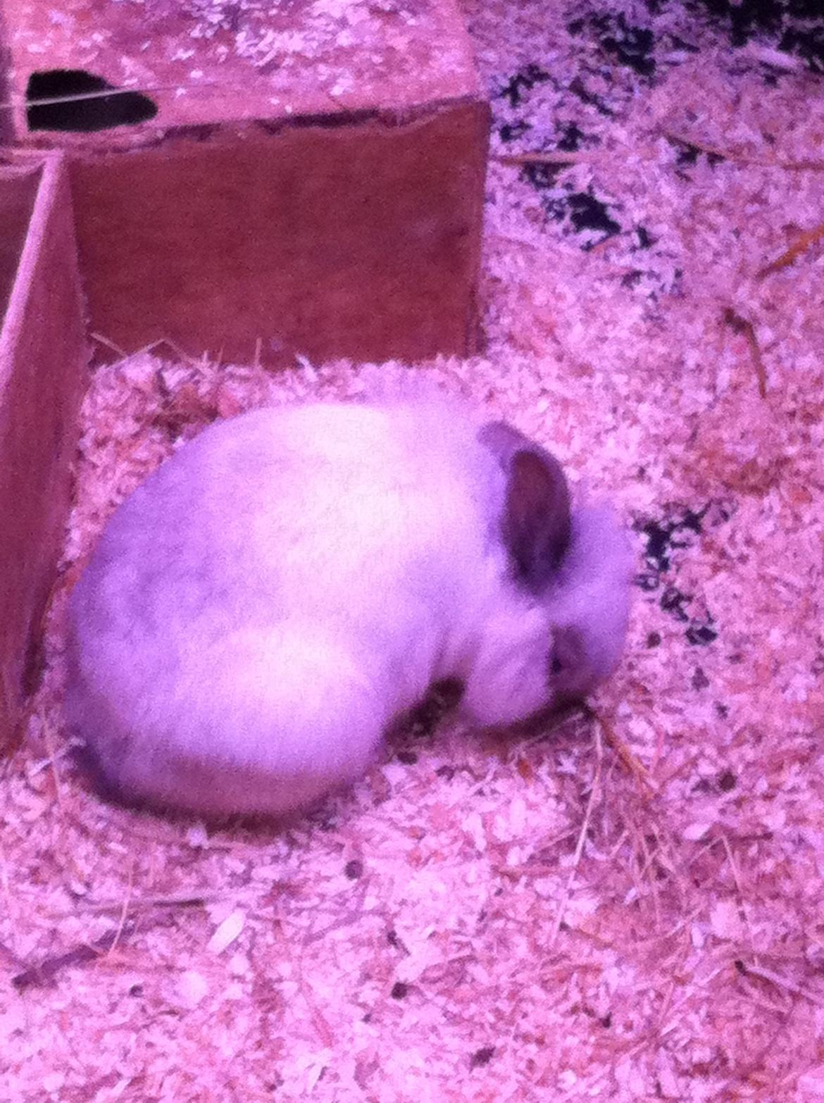 Kanin Alice billede 2