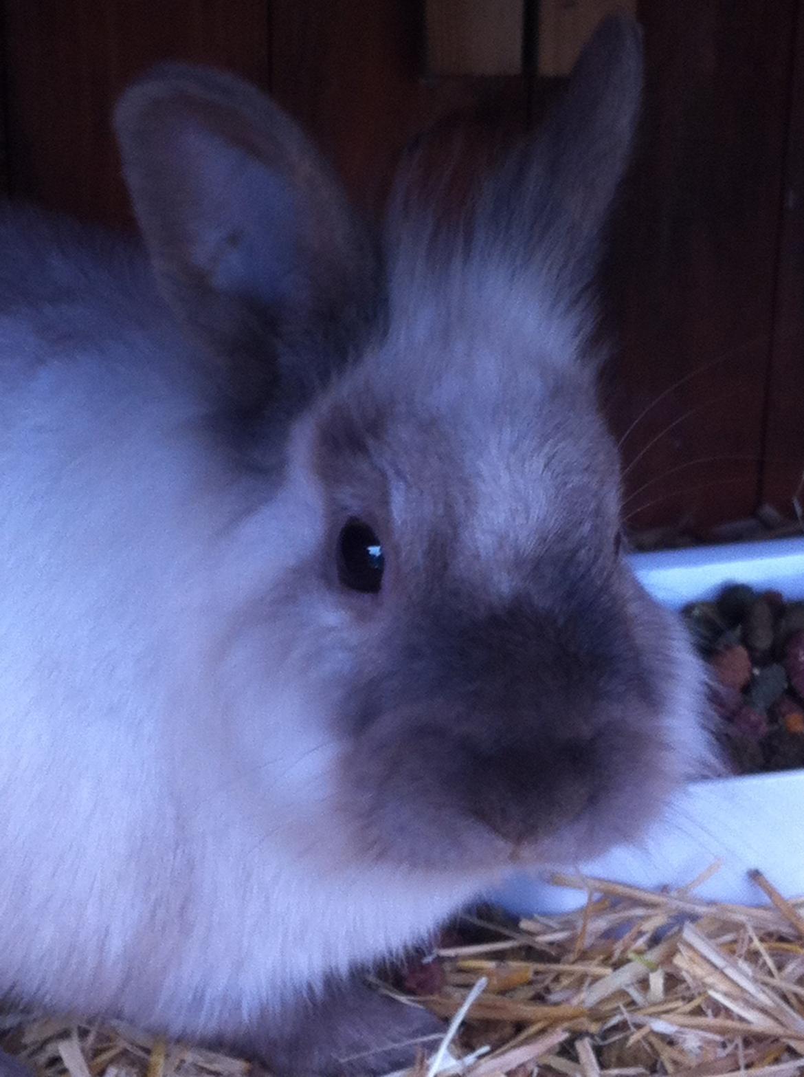 Kanin Alice billede 3