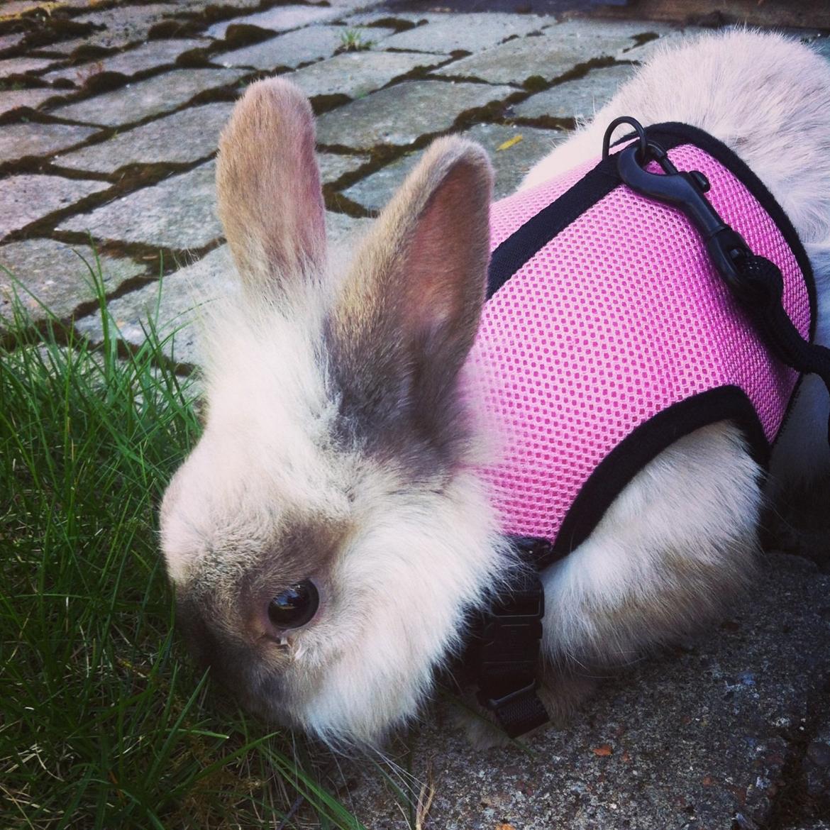 Kanin Alice billede 5