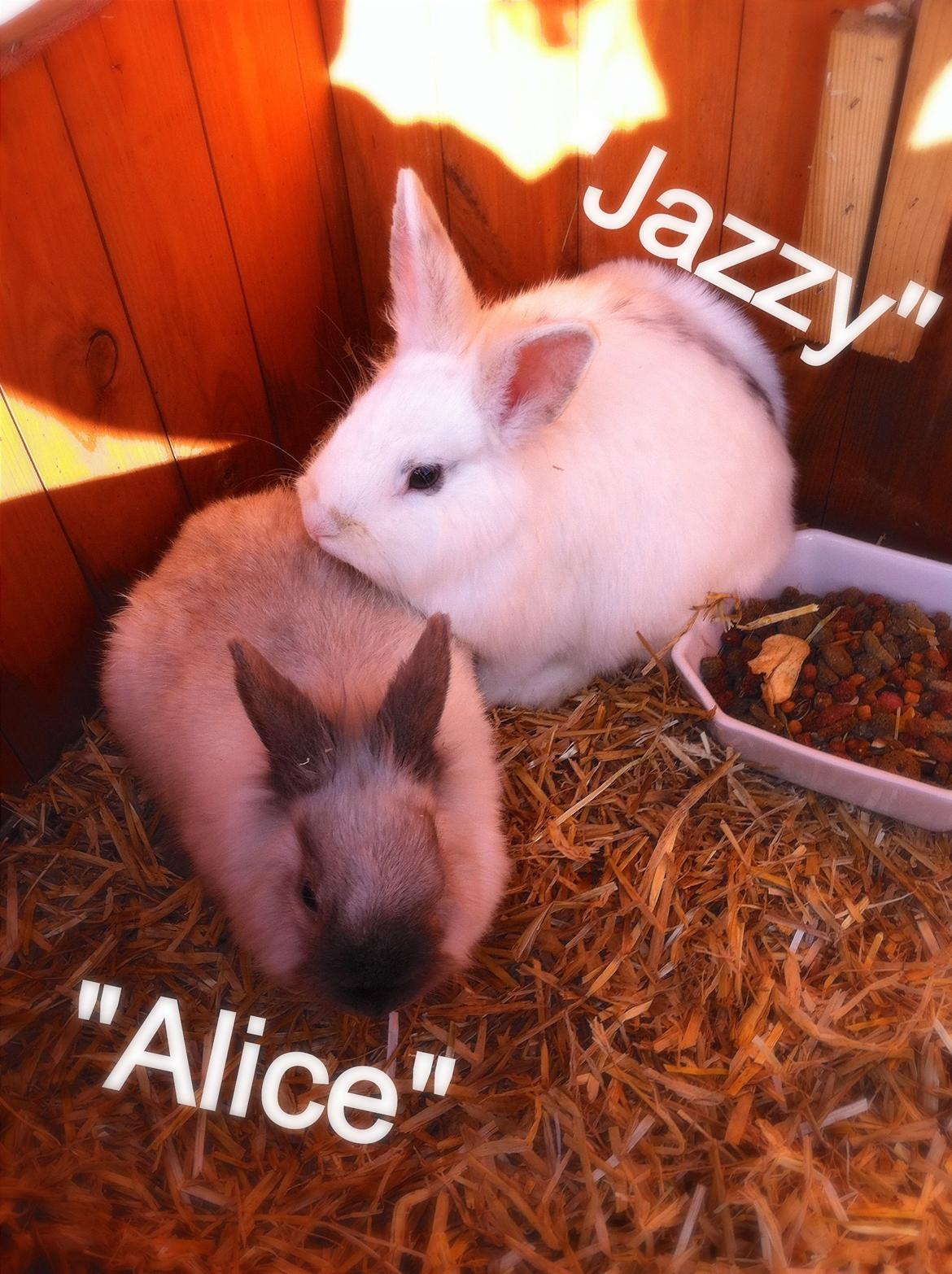 Kanin Alice billede 7