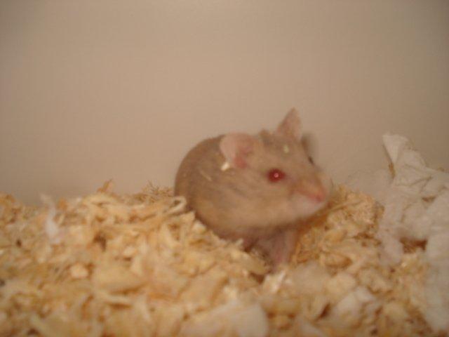 Dværghamster Tut-Zoo´s Vanilla Surprise billede 2