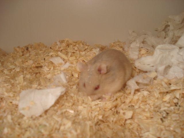 Dværghamster Tut-Zoo´s Vanilla Surprise billede 3