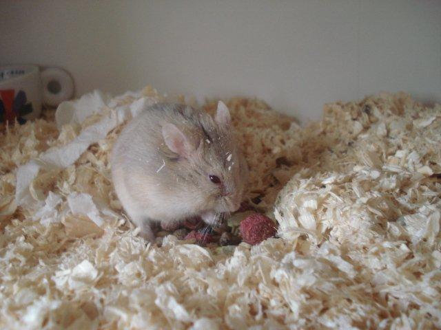 Dværghamster Tut-Zoo´s Vanilla Surprise billede 1