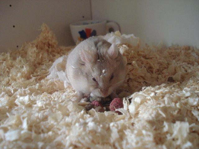 Dværghamster Tut-Zoo´s Vanilla Surprise billede 4