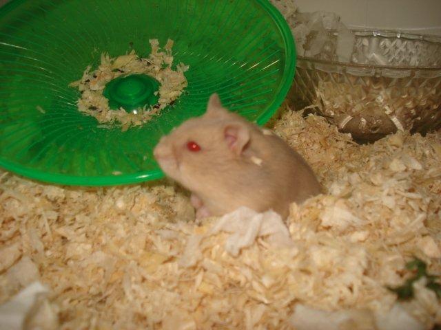 Dværghamster Tut-Zoo´s Vanilla Surprise billede 5