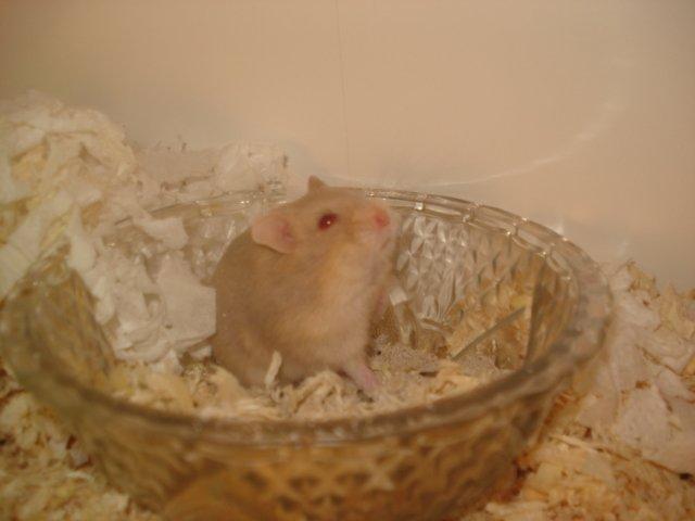 Dværghamster Tut-Zoo´s Vanilla Surprise billede 6