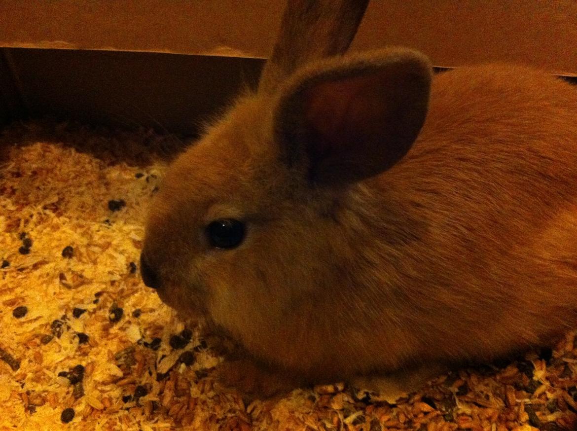 Kanin Sniffe billede 6