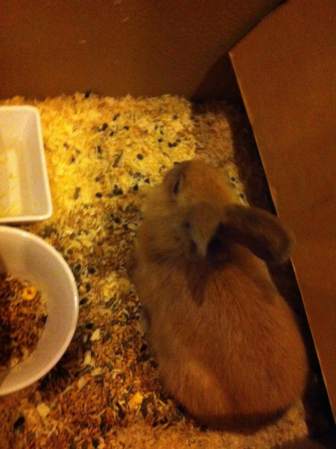 Kanin Sniffe billede 7