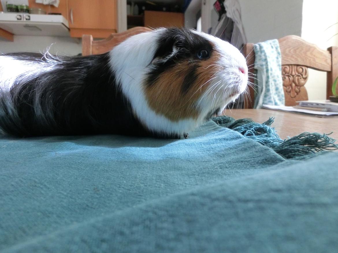 Marsvin Party - :) billede 6