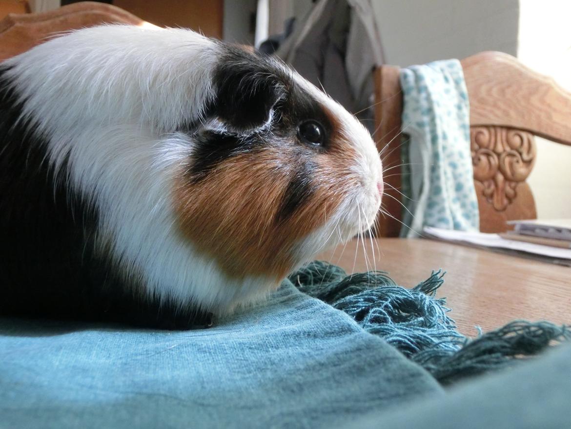 Marsvin Party - det er da ellers dejlig meget græs der er ude i den have der... billede 4