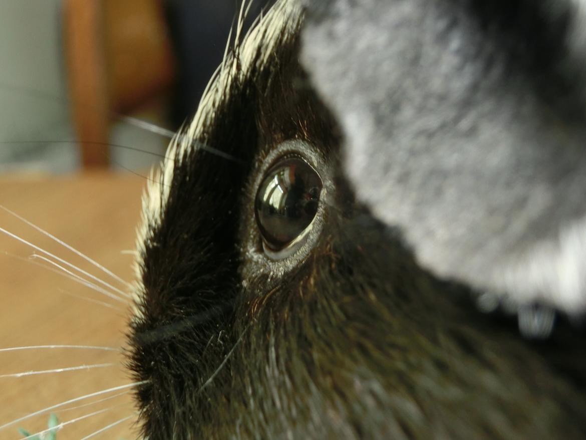 Marsvin Party - smukke<3 billede 3