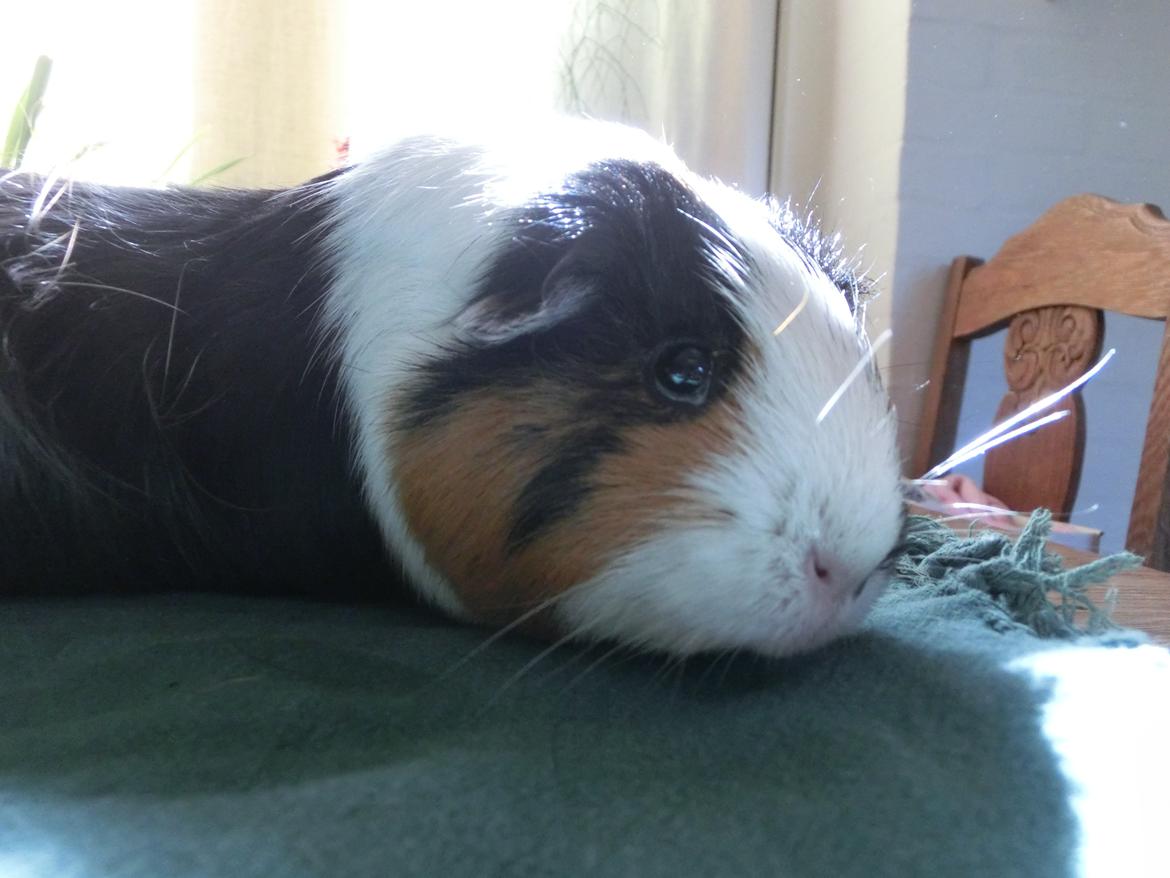 Marsvin Party - ''snifsnif'' man bliver vel nødt til at lege sporhund hvis man ville finde godbidder billede 5