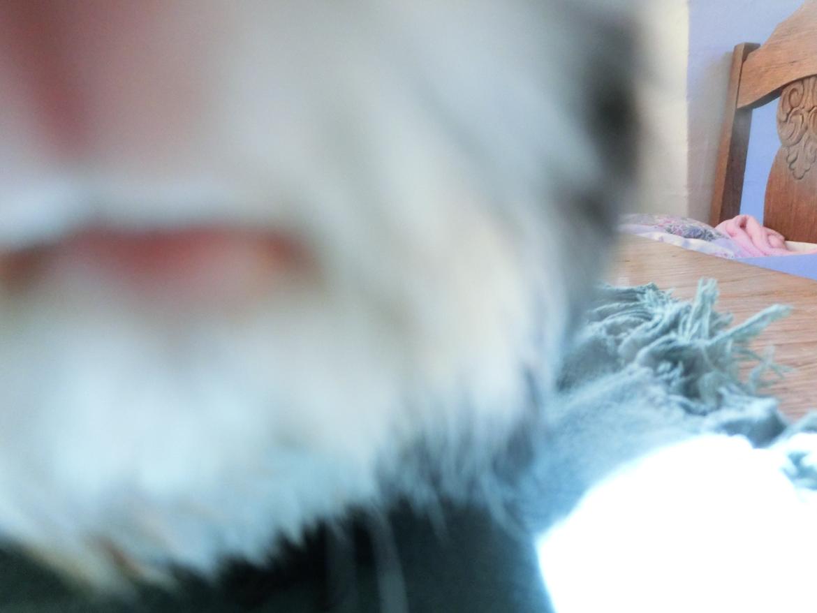 Marsvin Party - kan den mon spises?? billede 7