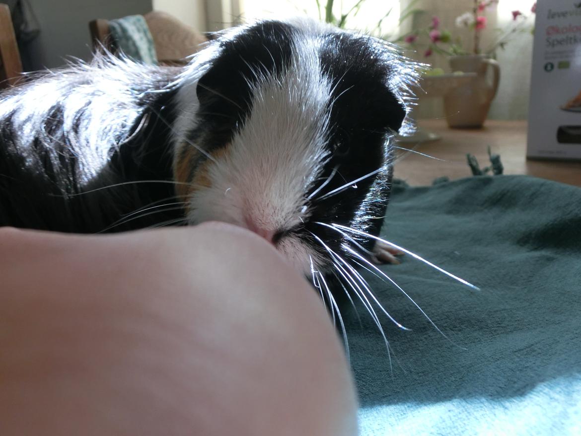 Marsvin Party - mmmmh, det var på tide! billede 8