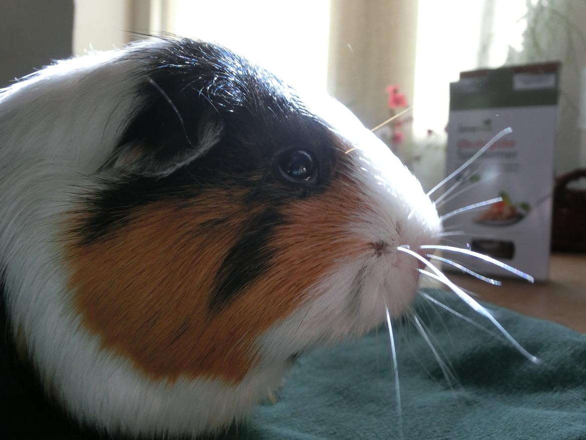 Marsvin Party - hmmhmhmhhhm! der er ikke flere godbidder billede 2