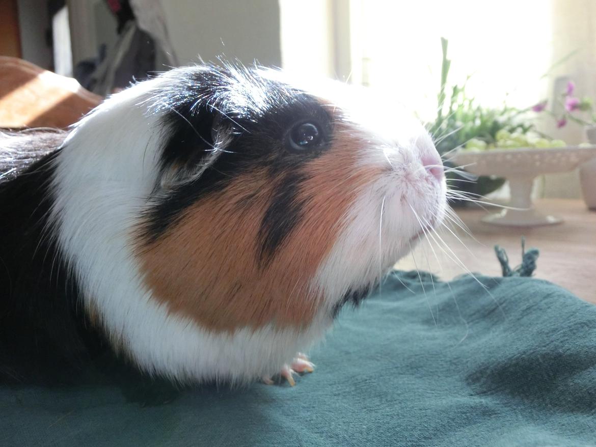 Marsvin Party - jaja, jeg ved da godt at jeg er sød - kom nu med noget mad! billede 1