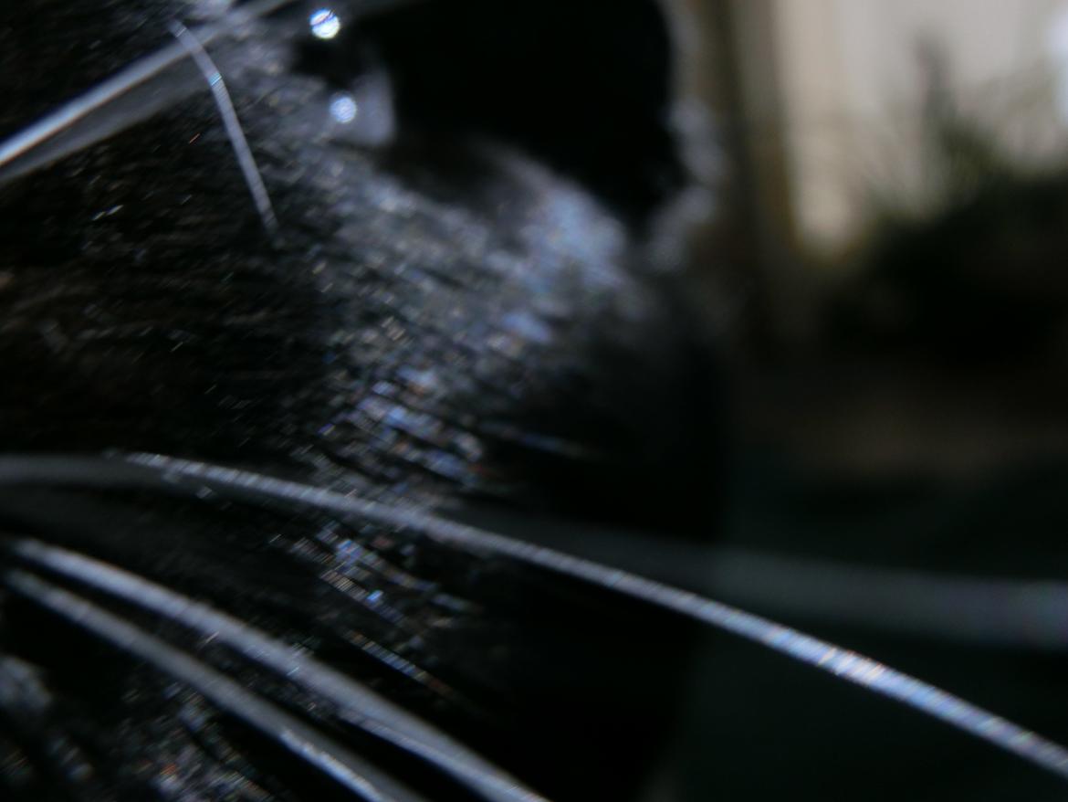 Marsvin Party - jaa, fotomodel er hun jo ikke ligefrem billede 9